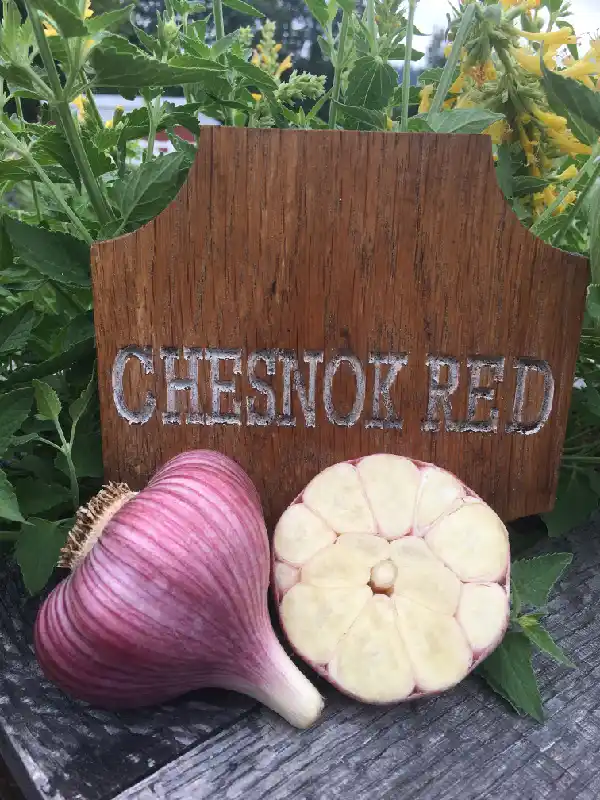 Chesnock Red